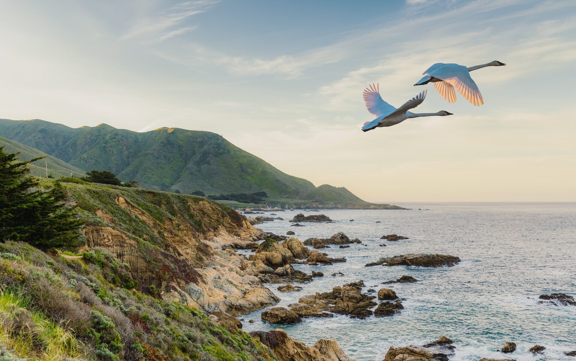 Birds flying over rocky shoreline